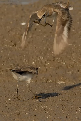 [#Beginning of Shooting Data Section]Nikon D2XFocal Length: 500mmOptimize Image: Color Mode: Mode III (Adobe RGB)Long Exposure NR: OffHigh ISO NR: On (Normal)2008�2�9 09:42:20.9Exposure Mode: ManualWhite Balance: Color Temp. (6300 K) Tone Comp.: Less ContrastRAW (12-bit)Metering Mode: SpotAF Mode: AF-CHue Adjustment: 0Â°Image Size: Large (3216 x 2136)11250 sec - F9Flash Sync Mode: Not AttachedSaturation: NormalColorExposure Comp.: 0 EVSharpening: Medium highLens: VR 300mm F2.8 GSensitivity: ISO 400Image Comment: (c)Krishnan V                       [#End of Shooting Data Section]