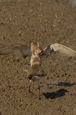 [#Beginning of Shooting Data Section]Nikon D2XFocal Length: 500mmOptimize Image: Color Mode: Mode III (Adobe RGB)Long Exposure NR: OffHigh ISO NR: On (Normal)2008�2�9 09:56:42Exposure Mode: ManualWhite Balance: Color Temp. (6300 K) Tone Comp.: Less ContrastRAW (12-bit)Metering Mode: SpotAF Mode: AF-CHue Adjustment: 0Â°Image Size: Large (3216 x 2136)11250 sec - F9Flash Sync Mode: Not AttachedSaturation: NormalColorExposure Comp.: 0 EVSharpening: Medium highLens: VR 300mm F2.8 GSensitivity: ISO 400Image Comment: (c)Krishnan V                       [#End of Shooting Data Section]