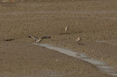 [#Beginning of Shooting Data Section]Nikon D2XFocal Length: 500mmOptimize Image: Color Mode: Mode III (Adobe RGB)Long Exposure NR: OffHigh ISO NR: On (Normal)2008�2�9 11:01:52.3Exposure Mode: ManualWhite Balance: Color Temp. (6300 K) Tone Comp.: Less ContrastRAW (12-bit)Metering Mode: Multi-PatternAF Mode: AF-CHue Adjustment: 0Â°Image Size: Large (3216 x 2136)12000 sec - F8Flash Sync Mode: Not AttachedSaturation: NormalColorExposure Comp.: 0 EVSharpening: Medium highLens: VR 300mm F2.8 GSensitivity: ISO 400Image Comment: (c)Krishnan V                       [#End of Shooting Data Section]