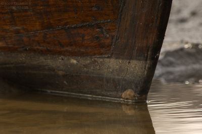 [#Beginning of Shooting Data Section]Nikon D2XFocal Length: 500mmOptimize Image: Color Mode: Mode III (Adobe RGB)Long Exposure NR: OffHigh ISO NR: On (Normal)2008/02/24 09:42:55Exposure Mode: ManualWhite Balance: Color Temp. (6300 K) Tone Comp.: Less ContrastJPEG (8-bit) FineMetering Mode: Center-WeightedAF Mode: AF-CHue Adjustment: 0Â°Image Size: Large (4288 x 2848)1/640 sec - F/5.6Flash Sync Mode: Not AttachedSaturation: NormalColorExposure Comp.: 0 EVSharpening: Medium highLens: VR 300mm F/2.8 GSensitivity: ISO 400Image Comment: (c)Krishnan V                       [#End of Shooting Data Section]