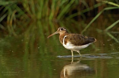 [#Beginning of Shooting Data Section]Nikon D2XFocal Length: 850mmOptimize Image: Color Mode: Mode III (Adobe RGB)Long Exposure NR: OffHigh ISO NR: Off2008�5�3 07:43:29.7Exposure Mode: Aperture PriorityWhite Balance: Color Temp. (5600 K) Tone Comp.: Less ContrastRAW (12-bit)Metering Mode: Center-WeightedAF Mode: AF-CHue Adjustment: 0Â°Image Size: Large (3216 x 2136)1250 sec - F5.6Flash Sync Mode: Not AttachedSaturation: NormalColorExposure Comp.: -0.3 EVSharpening: Medium highLens: VR 600mm F4 GSensitivity: ISO 200Image Comment: (c)Krishnan V                       [#End of Shooting Data Section]