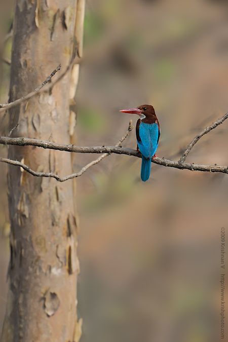 White Throated Kingfisher on a perch