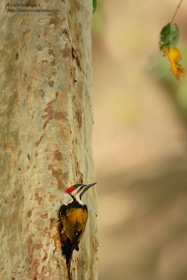 Woodpecker