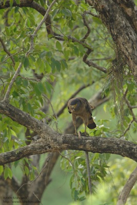 Crested Serpent eagle with prey
