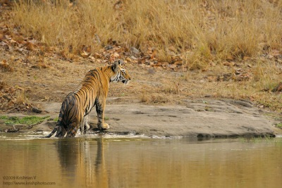 Tiger getting out of the water