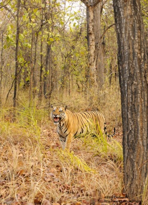 Tiger in the forest