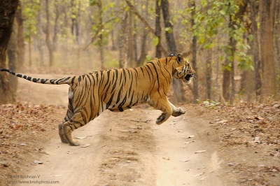 Leaping Tiger