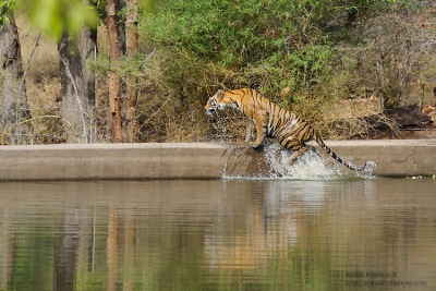 Tiger getting out of the water