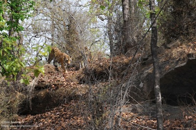 Tiger walking to its den