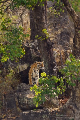 Tiger Spotting prey