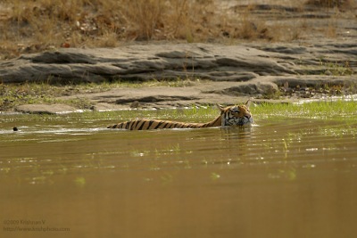 Swimming Tiger