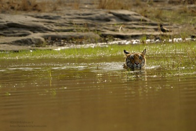 Tiger Swimming