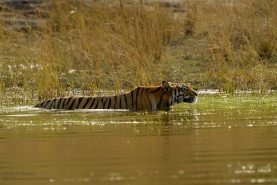 Tiger Stalking in Water