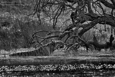 Tiger Stalking in Water