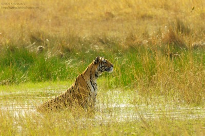 Tiger Watching Prey