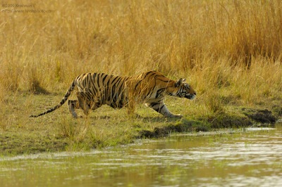 Tiger Stalking