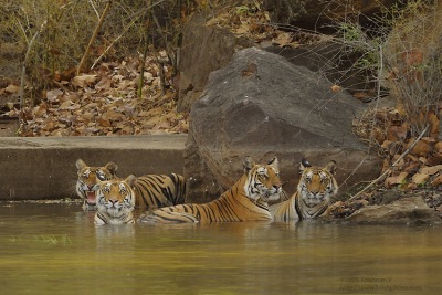 Four Tigers in Water