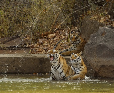 Tiger Play in Water