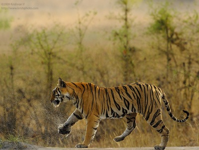 Tiger Shaking off water