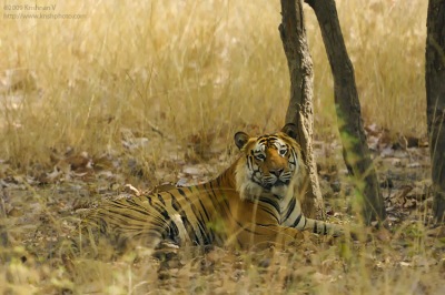 Tiger Sitting under a tree