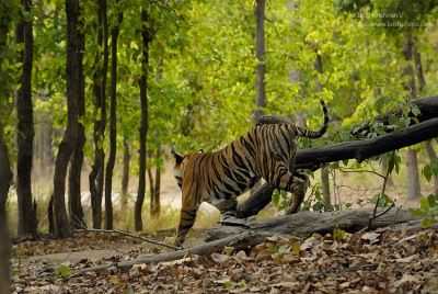 Walking Tiger