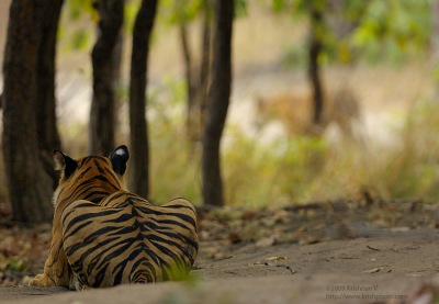 Tiger watching tiger