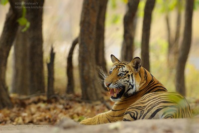 Tiger Sitting