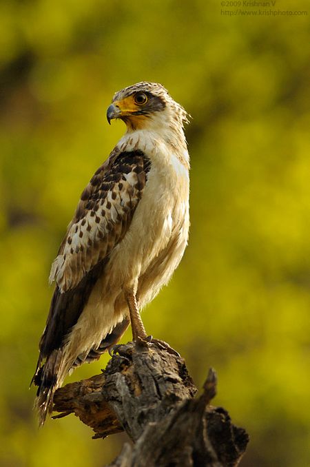 Changable Hawk Eagle Juvenile