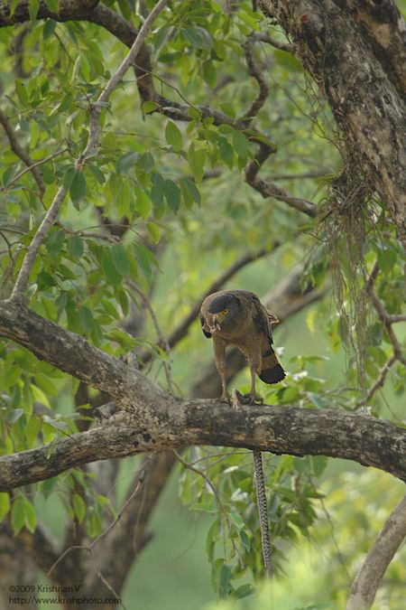 Crested Serpent eagle with prey