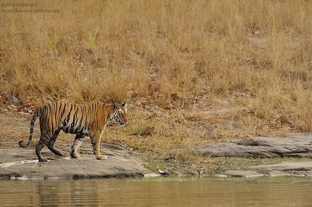 Tiger Standing