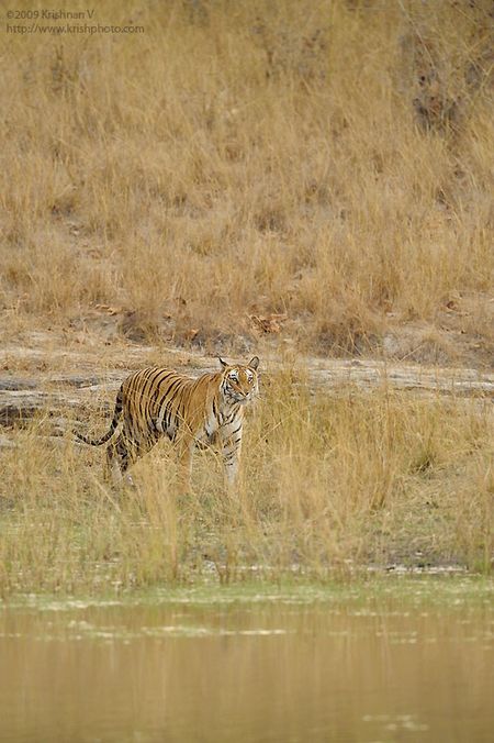 Standing Tiger