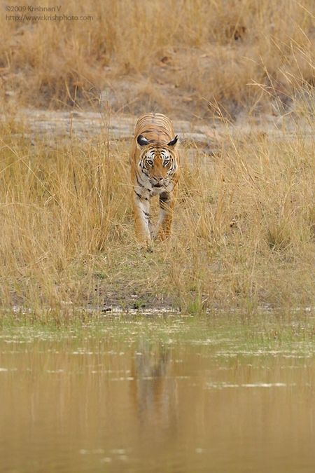 Tiger Walking