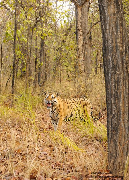 Tiger in the forest