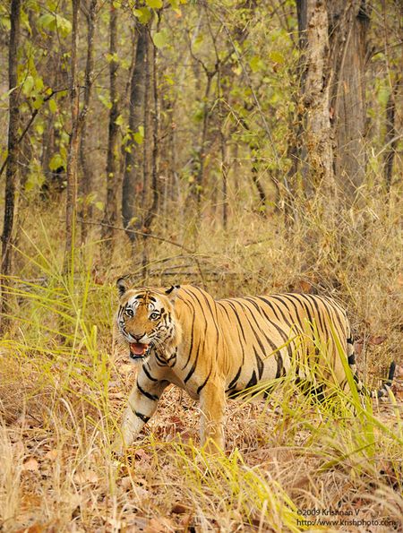 Tiger in the forest