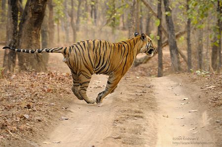 Running Tiger