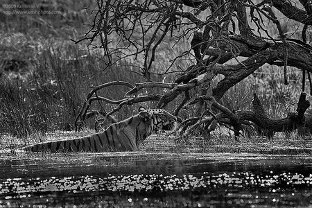 Tiger Stalking in Water