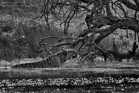 Tiger Stalking in Water