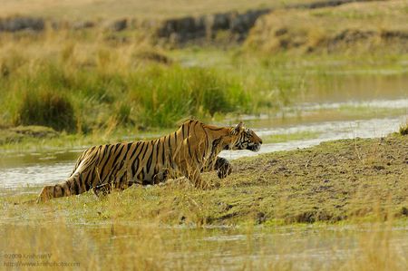 Tiger Stalking