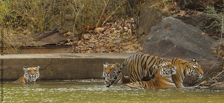Four Tigers Cooling