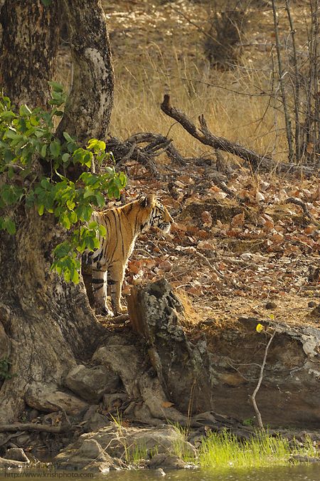 Tiger standing under a tree