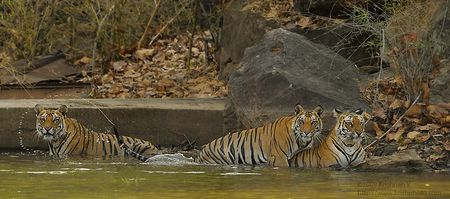 Three Tigers in water
