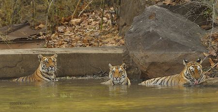 Three Tigers