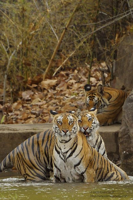 Tigers Playing in Water