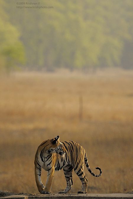 Tiger looking back