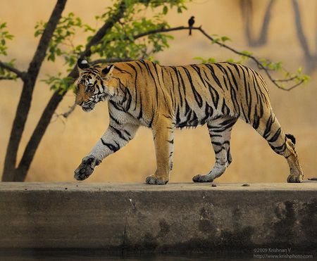 Tiger Walking