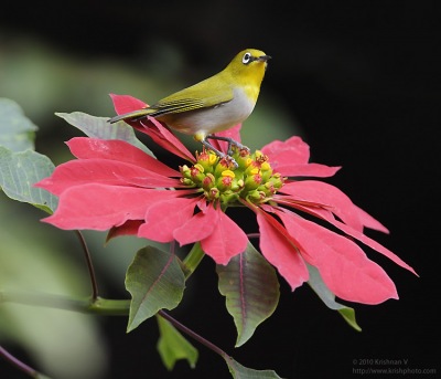 20091226_122015_01_adobergb