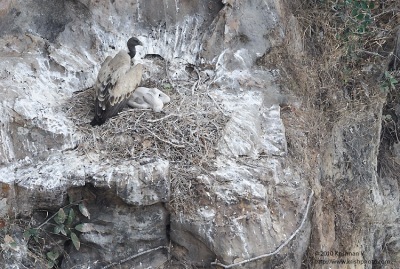 Location: Bandhavgarh National Park, Madhya Paradesh , IndiaSpecies : Long Billed Vulture/ Indian Vulture ( Gyps indicus)IUCN Red List Status: Critically EndangeredLong Billed vultures are endangered species. Once prolific across india the vultures have been affeted by the diclofinac used to increase milk production in domestic cattle. When the vultures feed on domenstic cattle carrion the dicolofinac leads to their death. This picture was taken at the Bandhavgarh National Park , atop the fort. Thisis one of the few places where these vultures breed and can be seen in a few numbers. But, even here the numbers are on the decline.