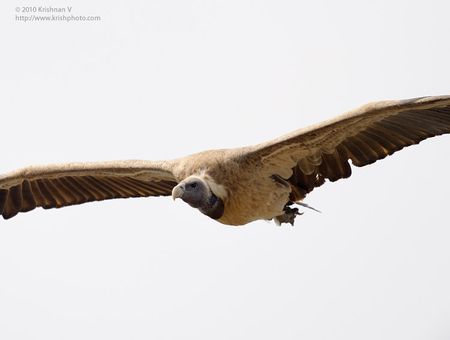 Location: Bandhavgarh National Park, Madhya Paradesh , IndiaSpecies : Long Billed Vulture/ Indian Vulture ( Gyps indicus)IUCN Red List Status: Critically EndangeredLong Billed vultures are endangered species. Once prolific across india the vultures have been affeted by the diclofinac used to increase milk production in domestic cattle. When the vultures feed on domenstic cattle carrion the dicolofinac leads to their death. This picture was taken at the Bandhavgarh National Park , atop the fort. Thisis one of the few places where these vultures breed and can be seen in a few numbers. But, even here the numbers are on the decline.Nikon D3, Nikon 600mm VR, IS0 320, 1/1250th. F5.6. +EV1.5, Gitzo 1548 tripod with leveling head and Wimberley II gimbal head.