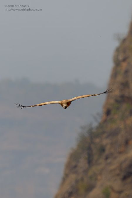 Location: Bandhavgarh National Park, Madhya Paradesh , IndiaSpecies : Long Billed Vulture/ Indian Vulture ( Gyps indicus)IUCN Red List Status: Critically EndangeredLong Billed vultures are endangered species. Once prolific across india the vultures have been affeted by the diclofinac used to increase milk production in domestic cattle. When the vultures feed on domenstic cattle carrion the dicolofinac leads to their death. This picture was taken at the Bandhavgarh National Park , atop the fort. Thisis one of the few places where these vultures breed and can be seen in a few numbers. But, even here the numbers are on the decline.