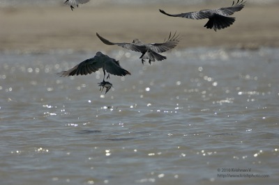 Crows attack & lift a Red Necked Pharalope